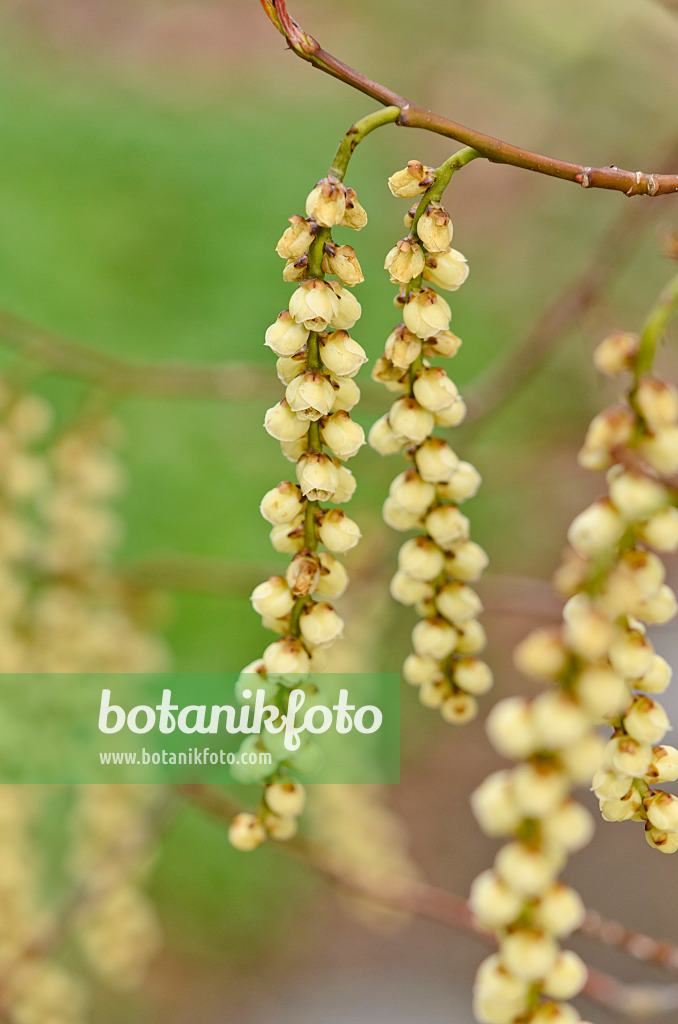543014 - Japanischer Perlschweif (Stachyurus praecox)