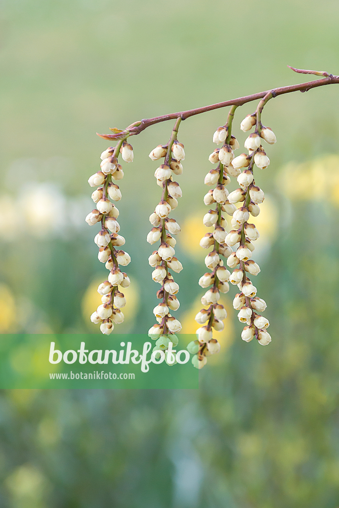 664441 - Japanischer Perlschweif (Stachyurus praecox)