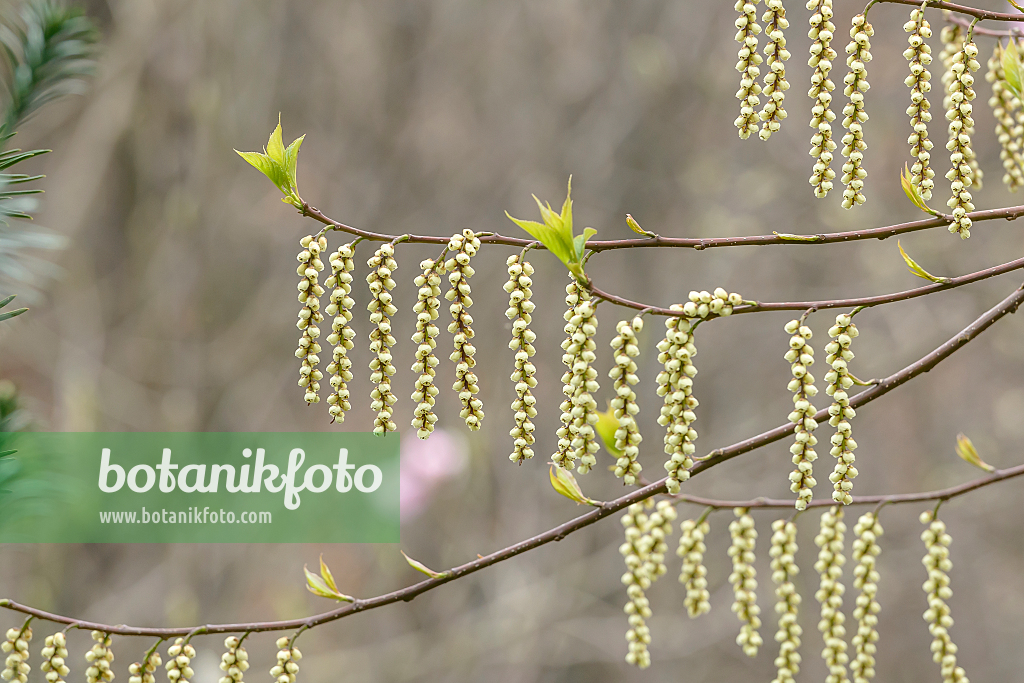 664442 - Japanischer Perlschweif (Stachyurus praecox)