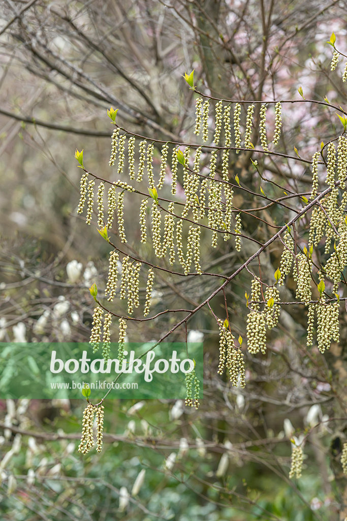 664444 - Japanischer Perlschweif (Stachyurus praecox)