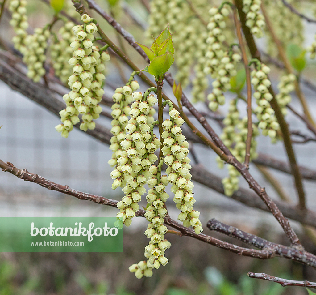 664445 - Japanischer Perlschweif (Stachyurus praecox var. leucotrichus)