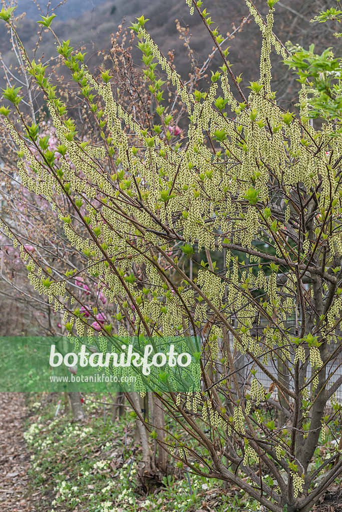 664446 - Japanischer Perlschweif (Stachyurus praecox var. leucotrichus)