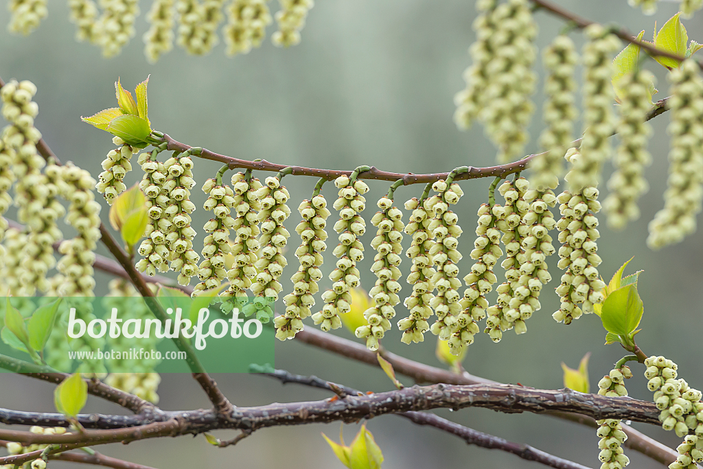 664448 - Japanischer Perlschweif (Stachyurus praecox var. leucotrichus)