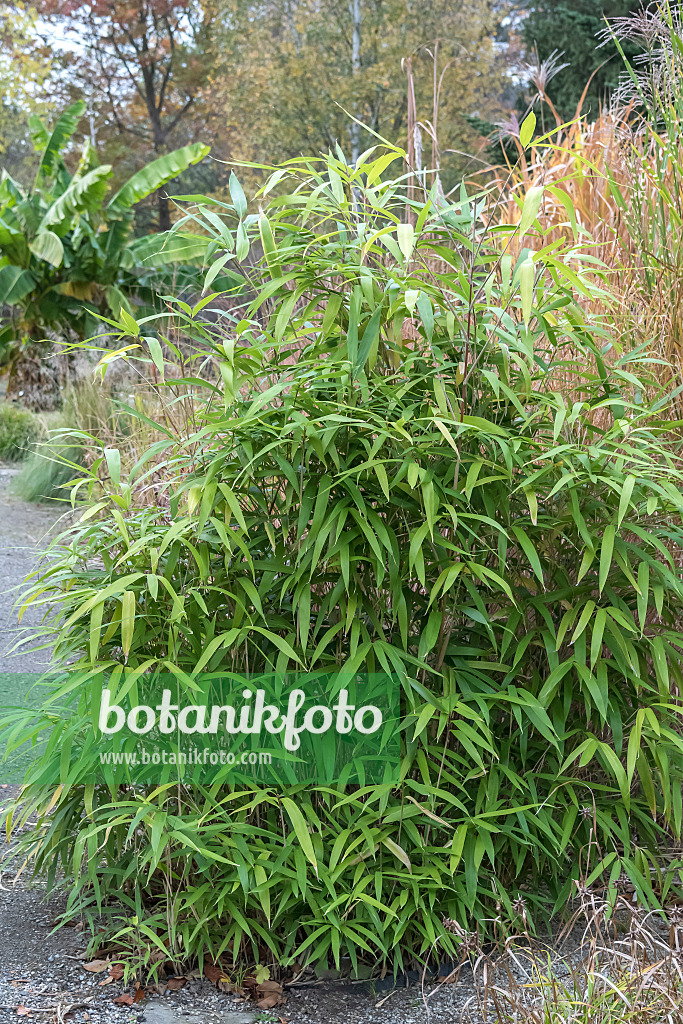 638215 - Japanischer Pfeilbambus (Pseudosasa japonica syn. Arundinaria japonica)