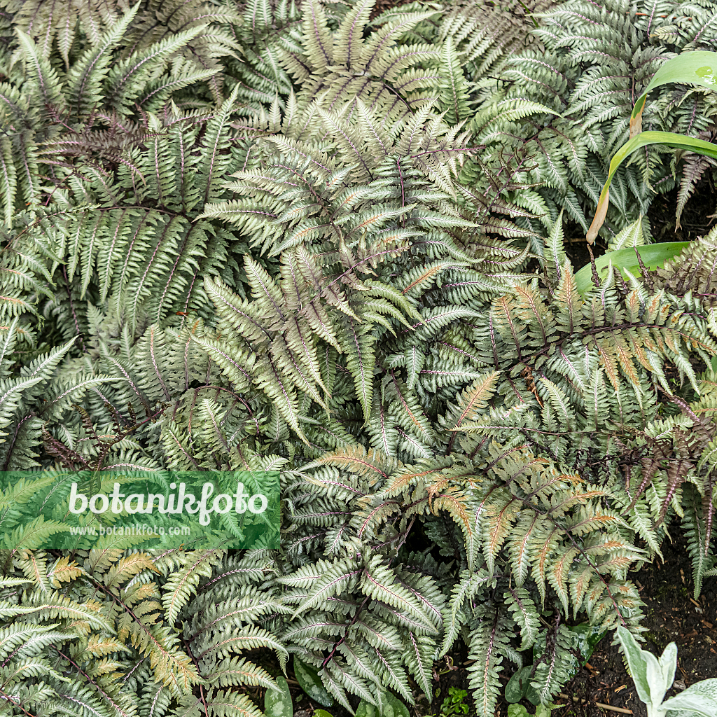 664043 - Japanischer Regenbogenfarn (Athyrium niponicum var. pictum)
