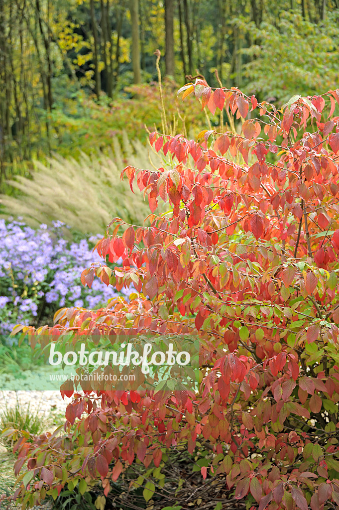 535332 - Japanischer Schneeball (Viburnum plicatum var. tomentosum)