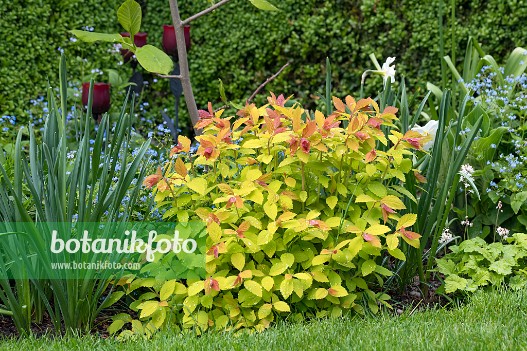 664437 - Japanischer Spierstrauch (Spiraea japonica 'Double Play Big Bang')