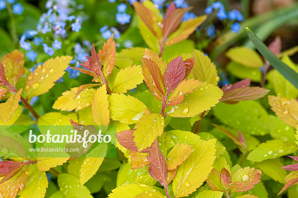 664438 - Japanischer Spierstrauch (Spiraea japonica 'Double Play Big Bang')