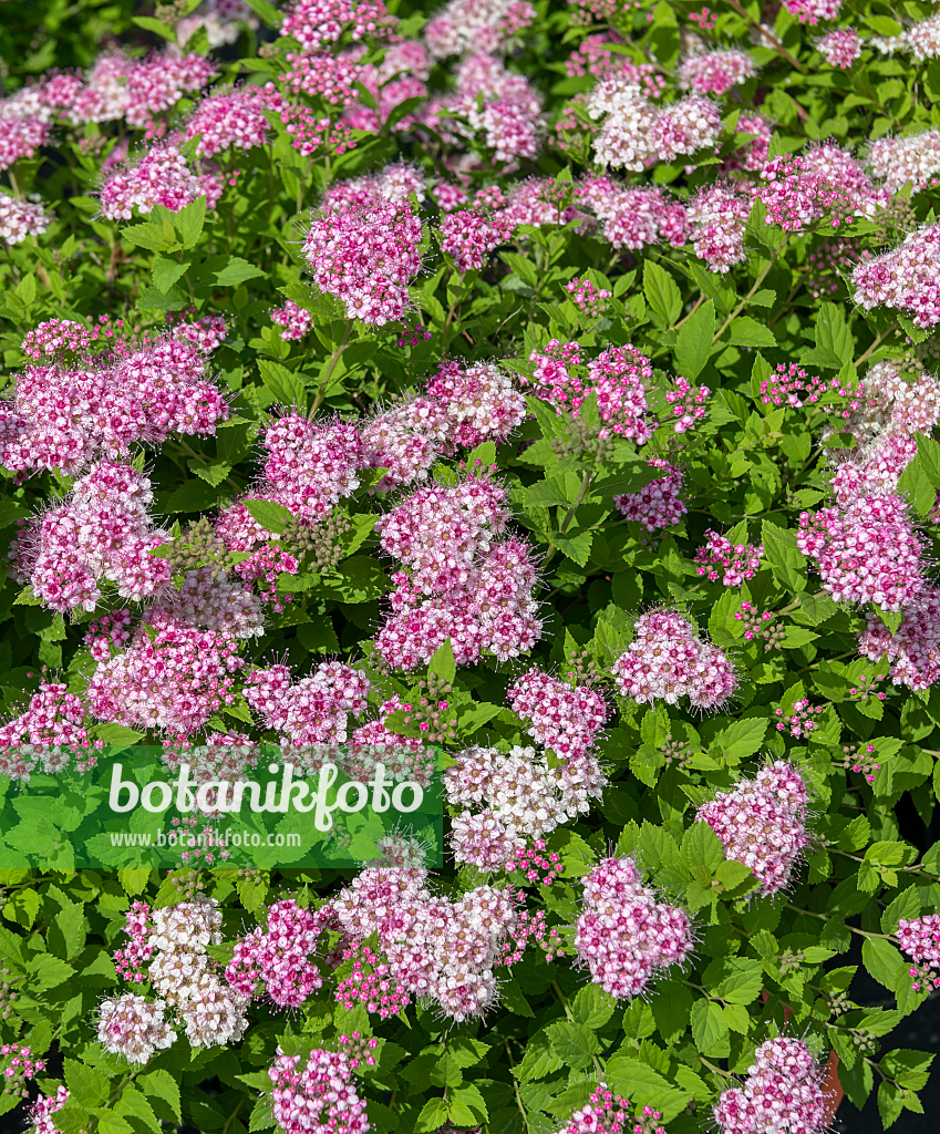 664439 - Japanischer Spierstrauch (Spiraea japonica 'Little Princess')