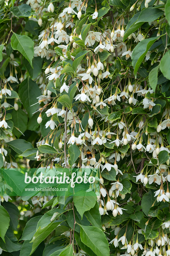 664453 - Japanischer Storaxbaum (Styrax japonicus 'Fragrant Fountain')