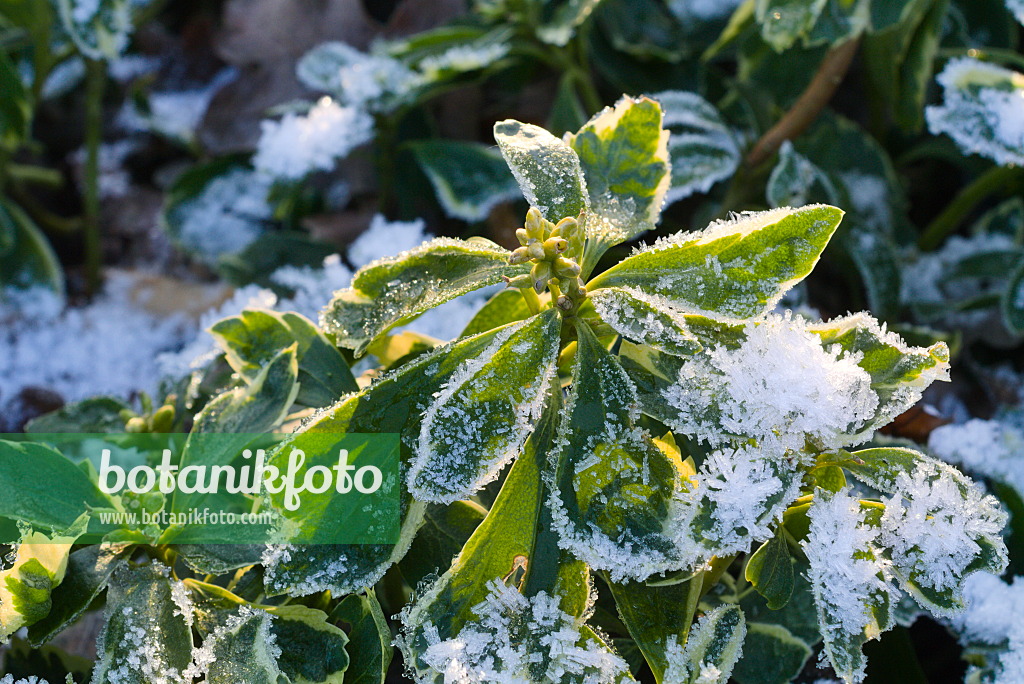 672020 - Japanischer Ysander (Pachysandra terminalis 'Variegata')