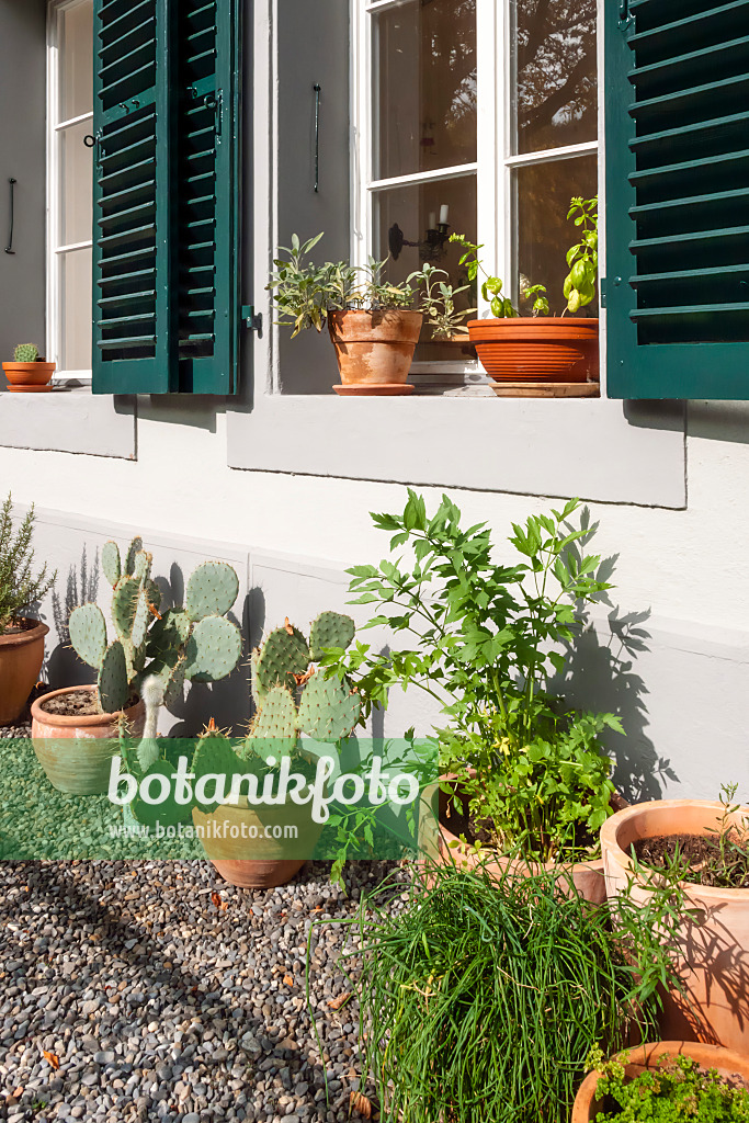 453124 - Jardin avant avec des plantes en pot
