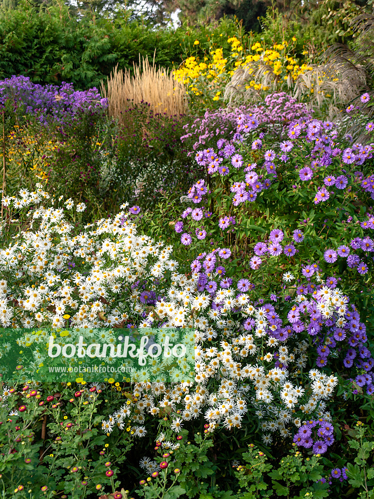 442097 - Jardin de vivaces d'automne avec asters (Aster)
