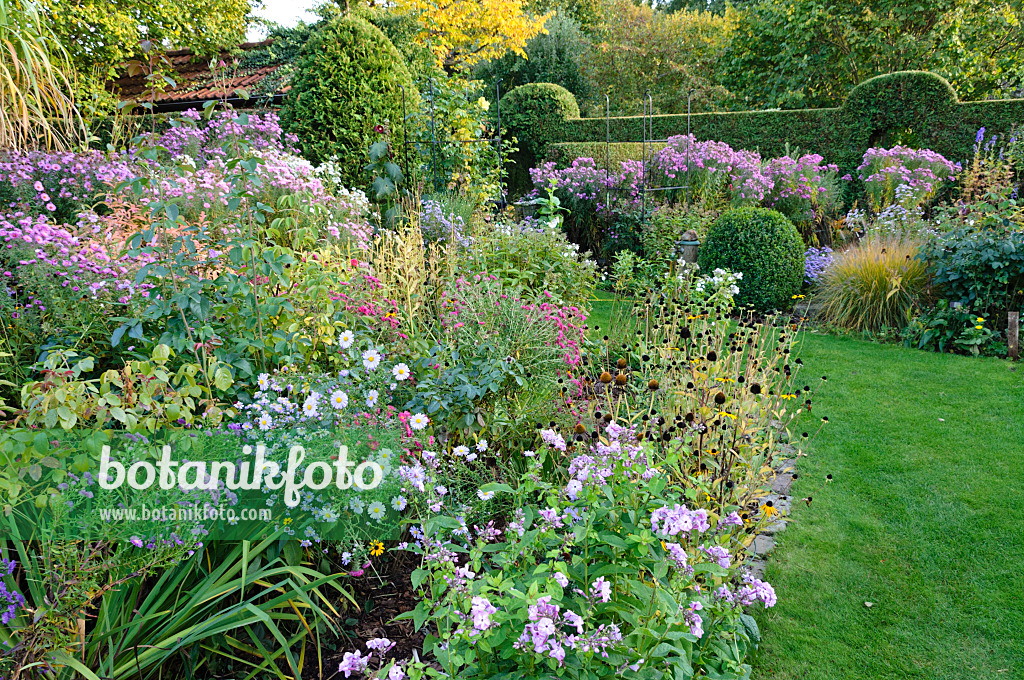 477028 - Jardin de vivaces d'automne avec asters (Aster)