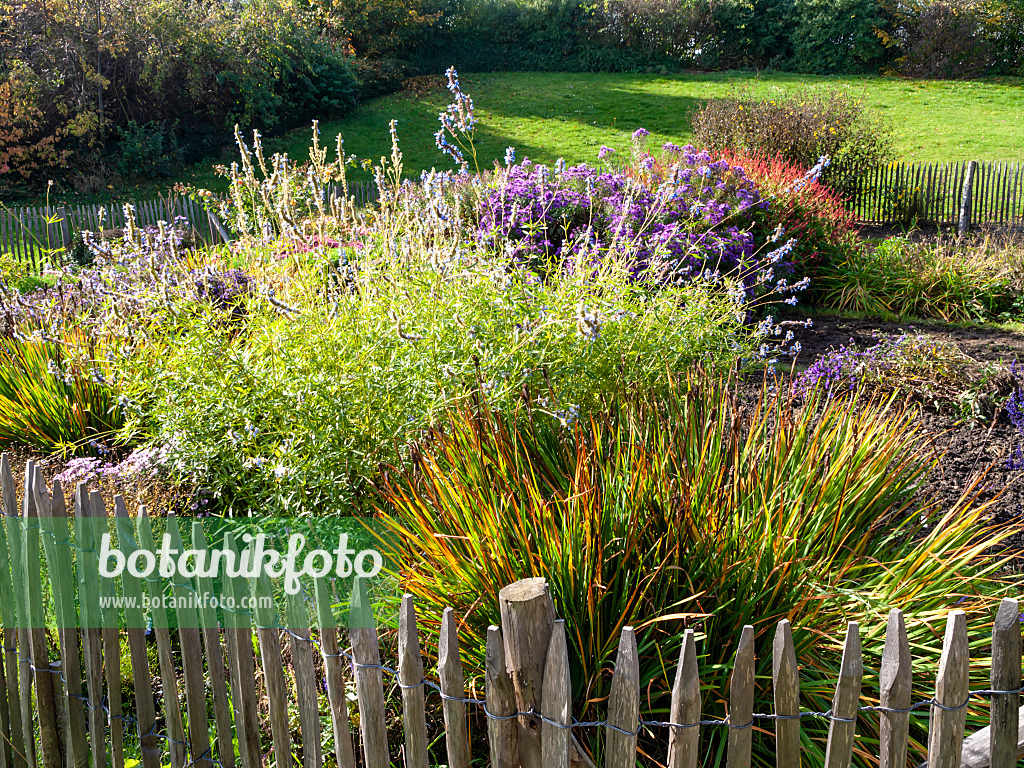 465162 - Jardin de vivaces d'automne avec clôture en bois