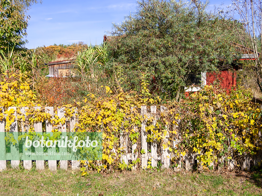 513101 - Jardin naturel automnal avec abri de jardin et clôture en bois