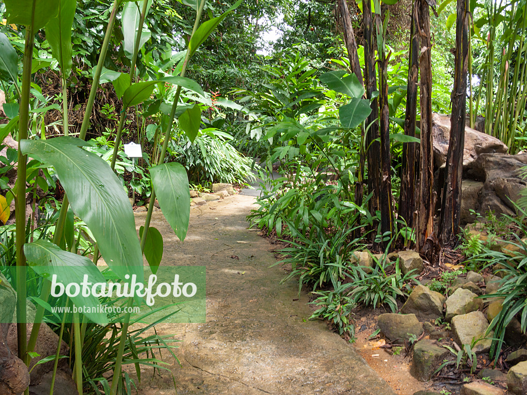 411004 - Jardin tropical avec un chemin en pierre et des rochers