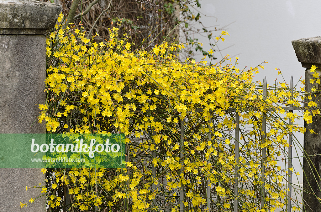 566003 - Jasmin d'hiver (Jasminum nudiflorum)