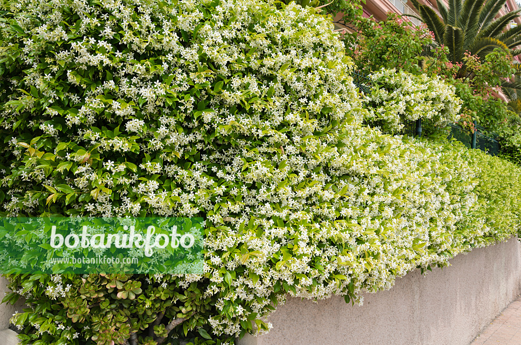 533021 - Jasmin étoilé (Trachelospermum jasminoides)