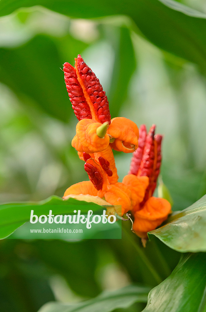 537013 - Java ginger (Hedychium horsfieldii)