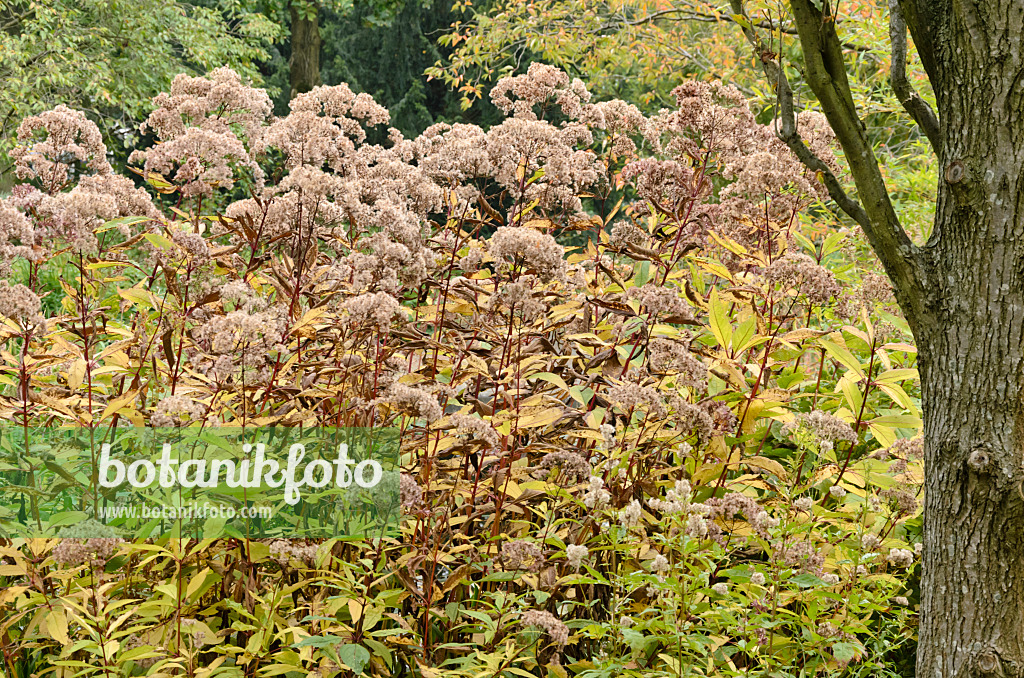 549160 - Joe-Pye weed (Eupatorium)