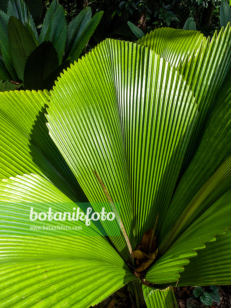 434050 - Joey palm (Johannesteijsmannia) with large diamond-shaped ribbed leaves