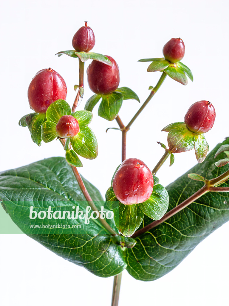 432148 - Johanniskraut (Hypericum)