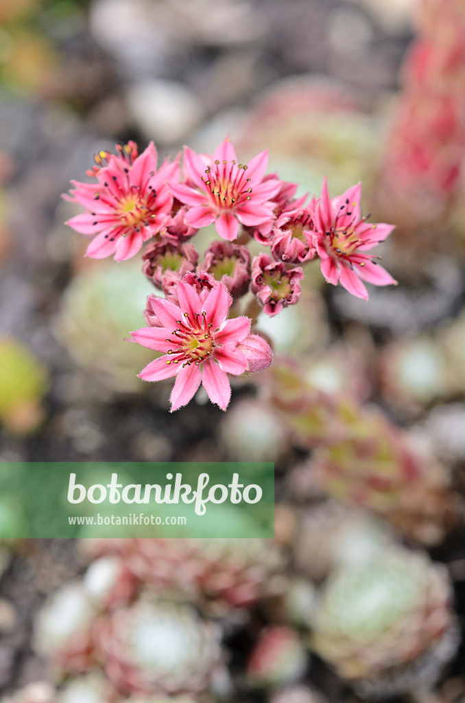 521503 - Joubarbe aranéeuse (Sempervivum arachnoideum)