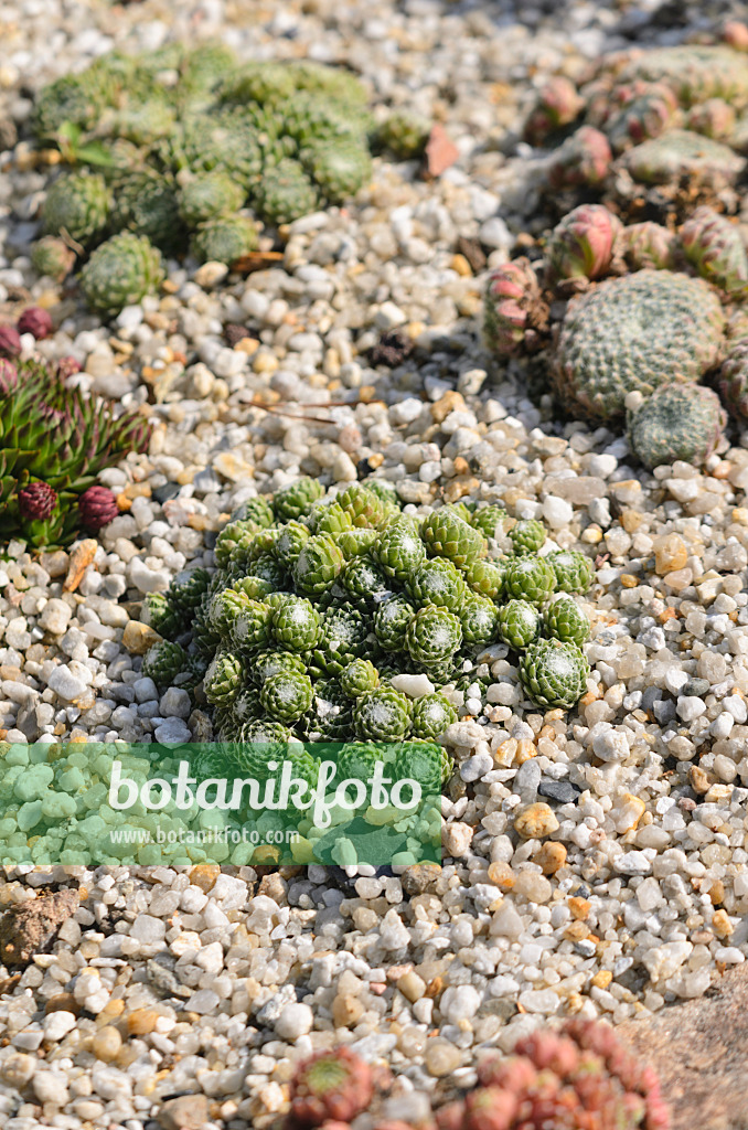 547380 - Joubarbe (Sempervivum)