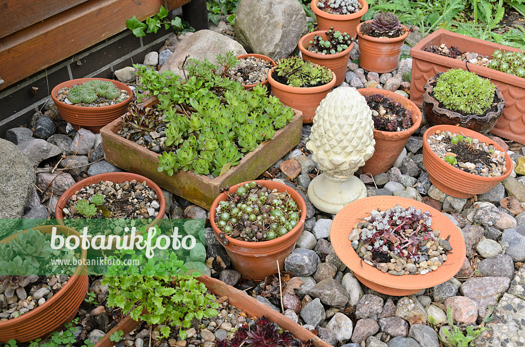 520165 - Joubarbes (Sempervivum) dans des coupes à fleurs
