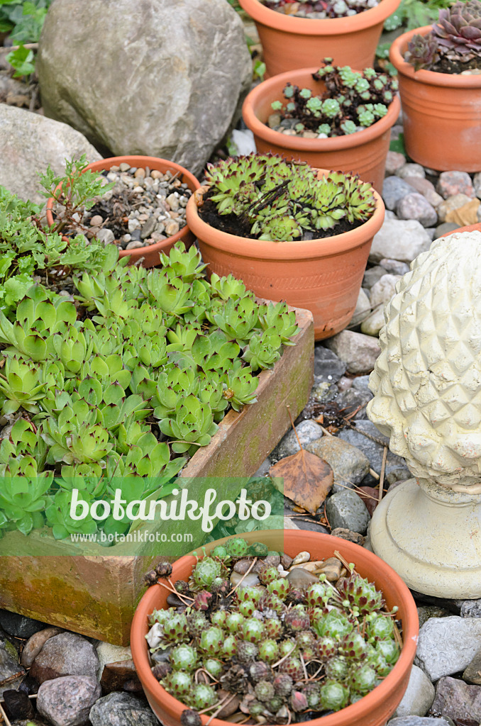 520166 - Joubarbes (Sempervivum) dans des coupes à fleurs