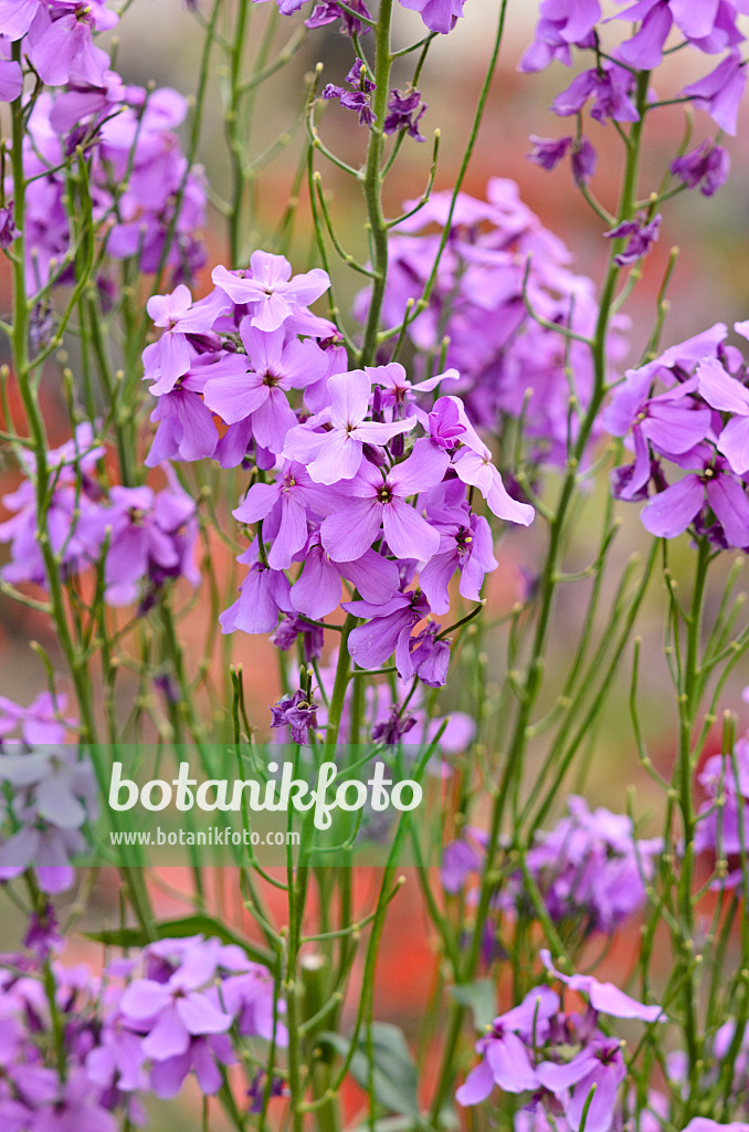 545081 - Julienne des dames (Hesperis matronalis)