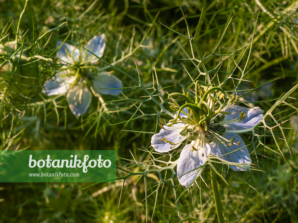 403072 - Jungfer im Grünen (Nigella damascena)