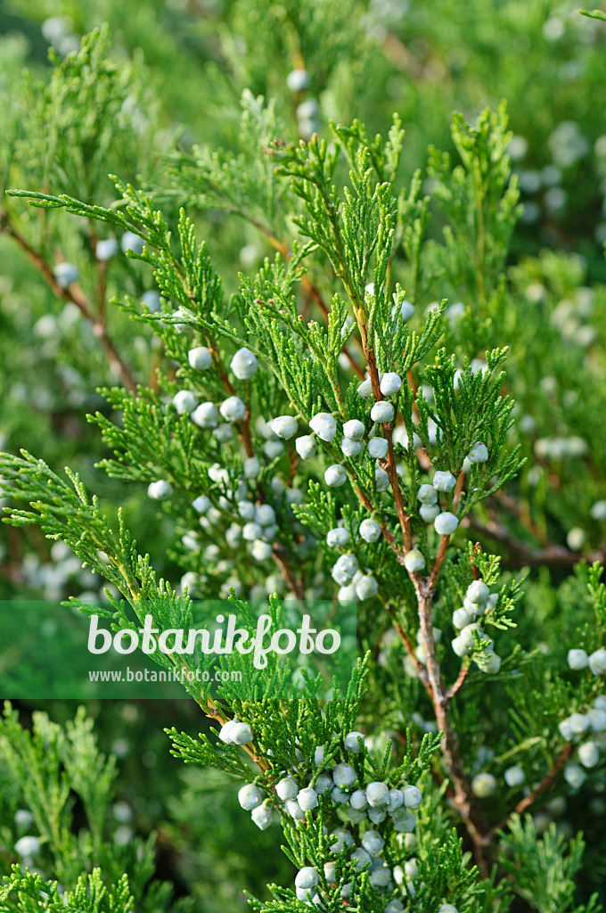 488005 - Juniper (Juniperus)