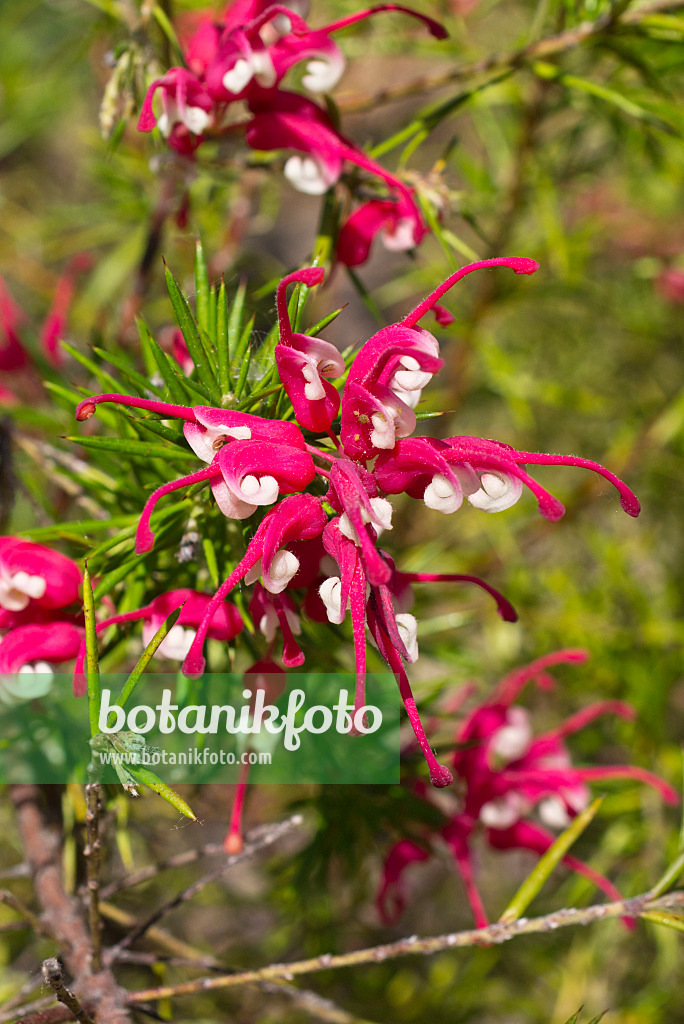 556118 - Juniper-leaf grevillea (Grevillea juniperina)