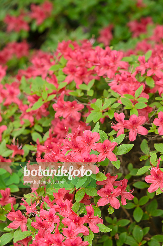 520301 - Kaempfer azalea (Rhododendron kaempferi 'Lachsrosa')