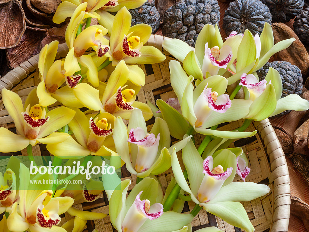 433158 - Kahnorchidee (Cymbidium)