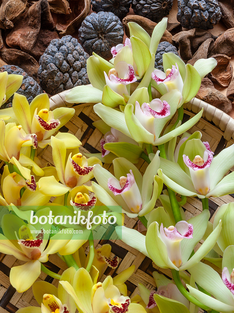 433159 - Kahnorchidee (Cymbidium)