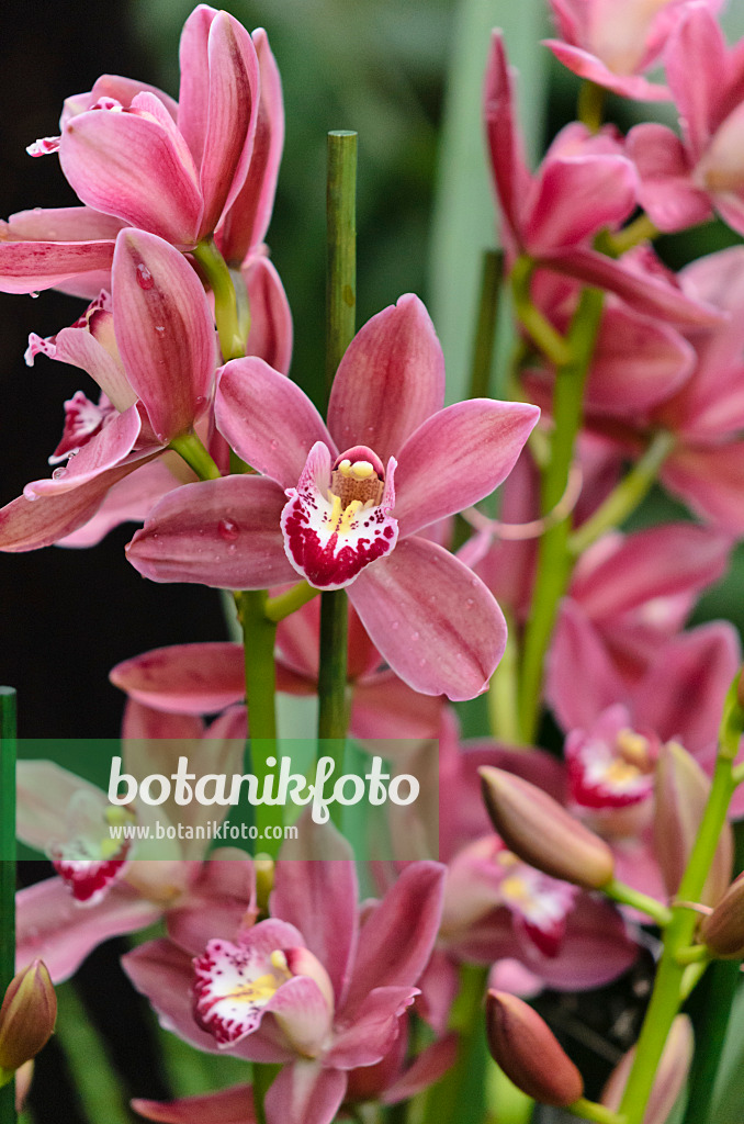 527052 - Kahnorchidee (Cymbidium)