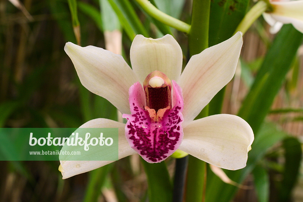 672059 - Kahnorchidee (Cymbidium)