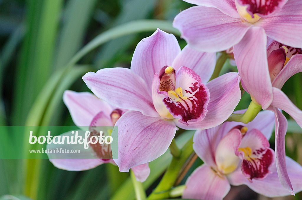 470111 - Kahnorchidee (Cymbidium Arabian Nights Cookbridge)