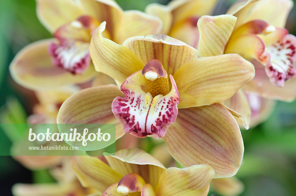 470108 - Kahnorchidee (Cymbidium Burgundian Cella Opulenta)