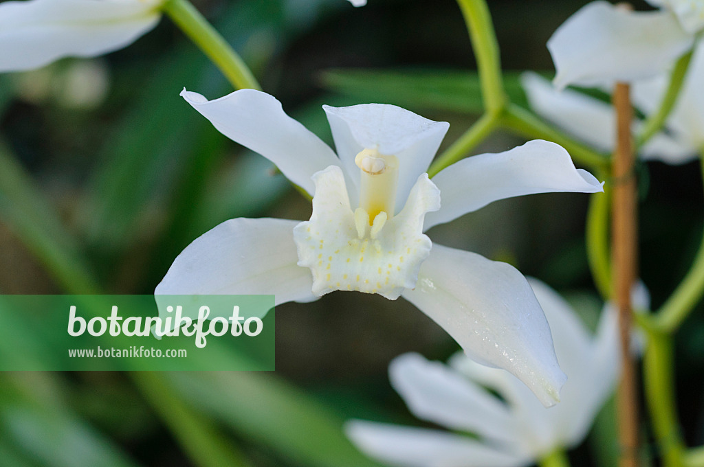 470114 - Kahnorchidee (Cymbidium Durham Castle Irene)