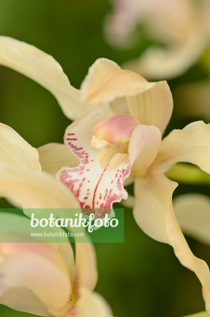 519114 - Kahnorchidee (Cymbidium iridioides)