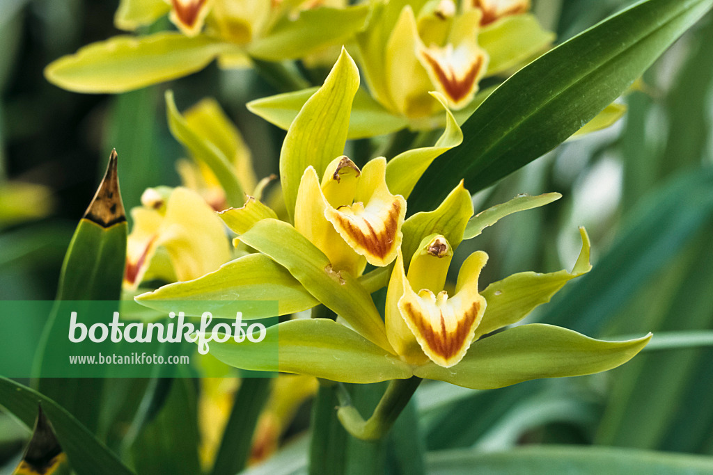 366001 - Kahnorchidee (Cymbidium lowianum)