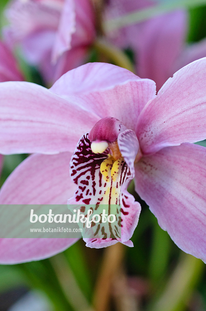 470112 - Kahnorchidee (Cymbidium Passat)