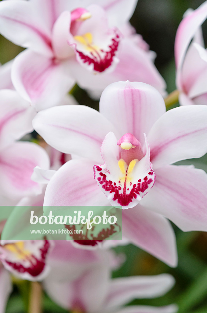 529051 - Kahnorchidee (Cymbidium Pico Bello)