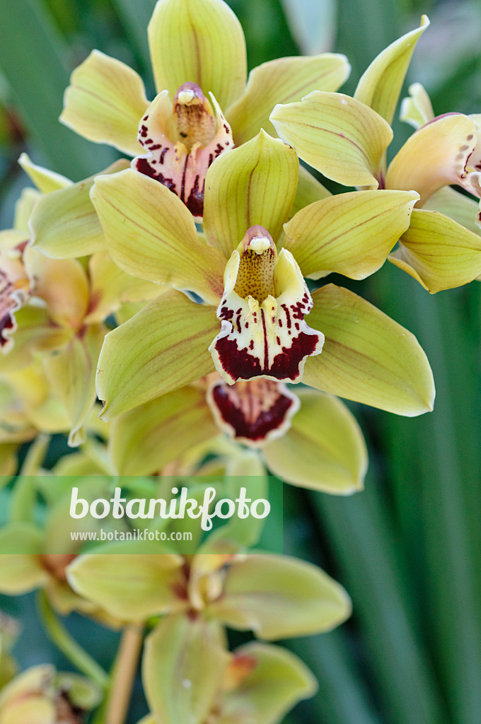 470116 - Kahnorchidee (Cymbidium Pirouette)