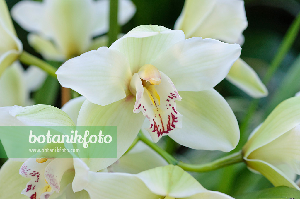 470113 - Kahnorchidee (Cymbidium Samaerkand Montecito)