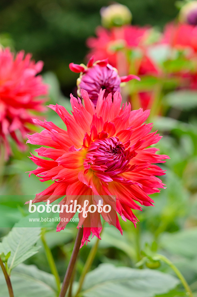 536073 - Kaktusdahlie (Dahlia Pianella)
